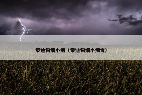 泰迪狗细小病（泰迪狗细小病毒）