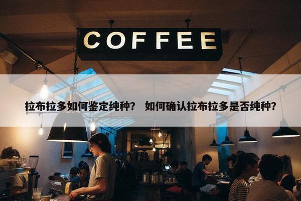 拉布拉多如何鉴定纯种？ 如何确认拉布拉多是否纯种？