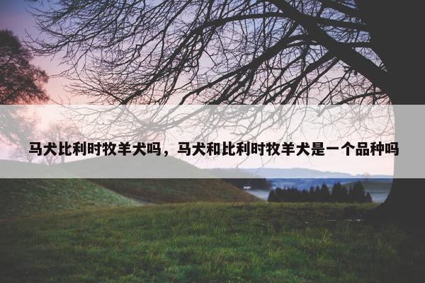 马犬比利时牧羊犬吗，马犬和比利时牧羊犬是一个品种吗