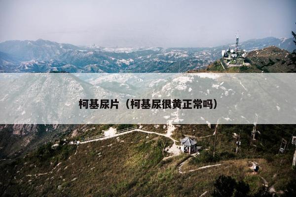 柯基尿片（柯基尿很黄正常吗）